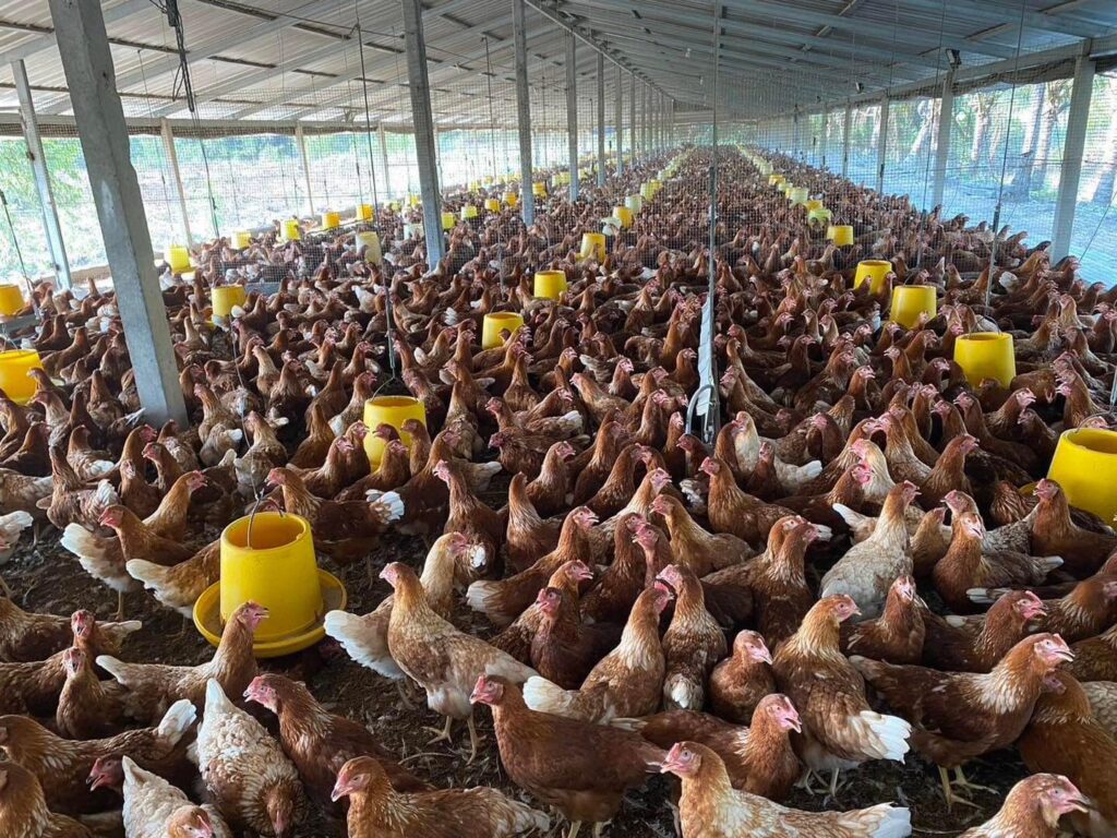 ลูกไก่ไข่สาวจากฟาร์ม TM Feed Farm