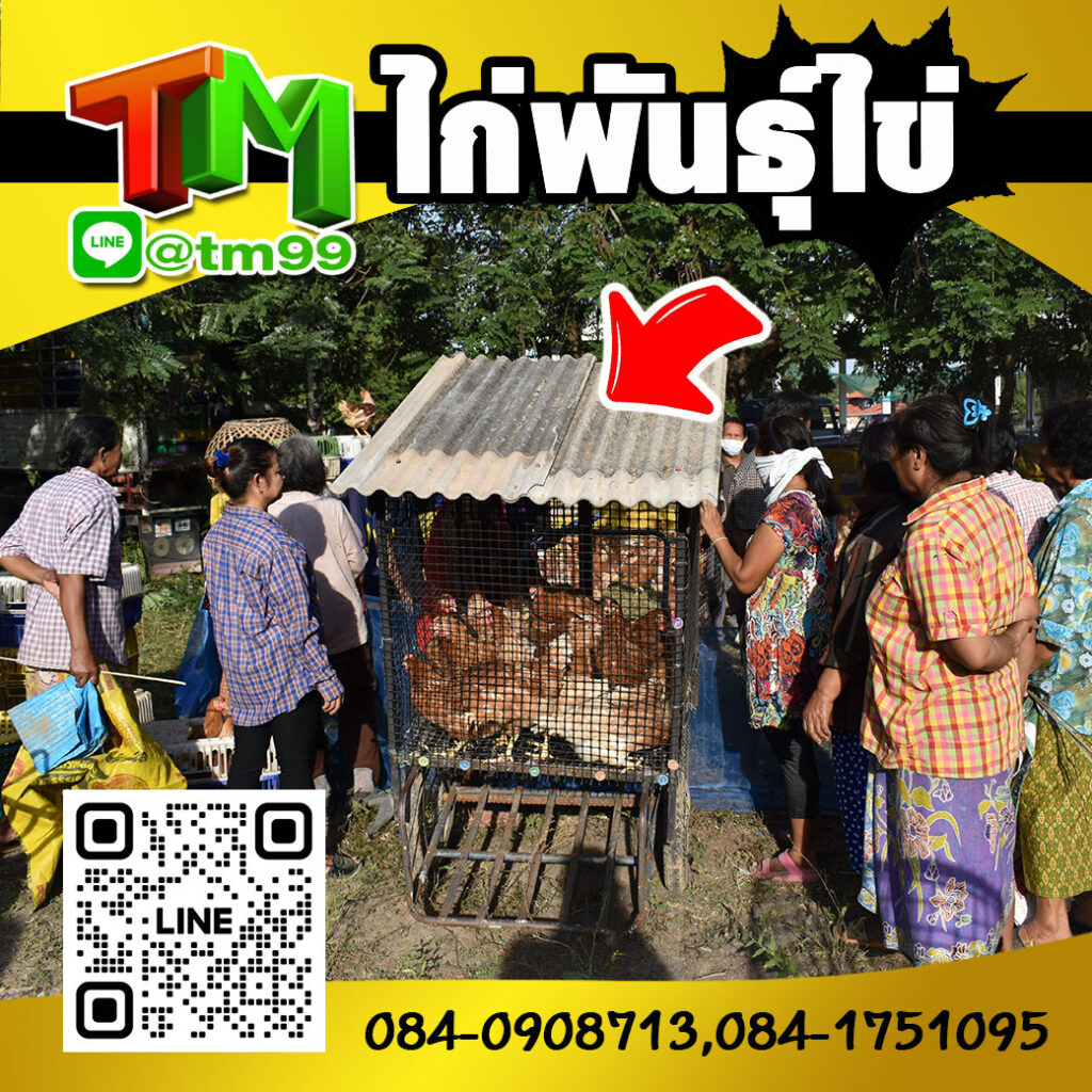 ไก่พันธุ์ไข่ TM Feed Farm