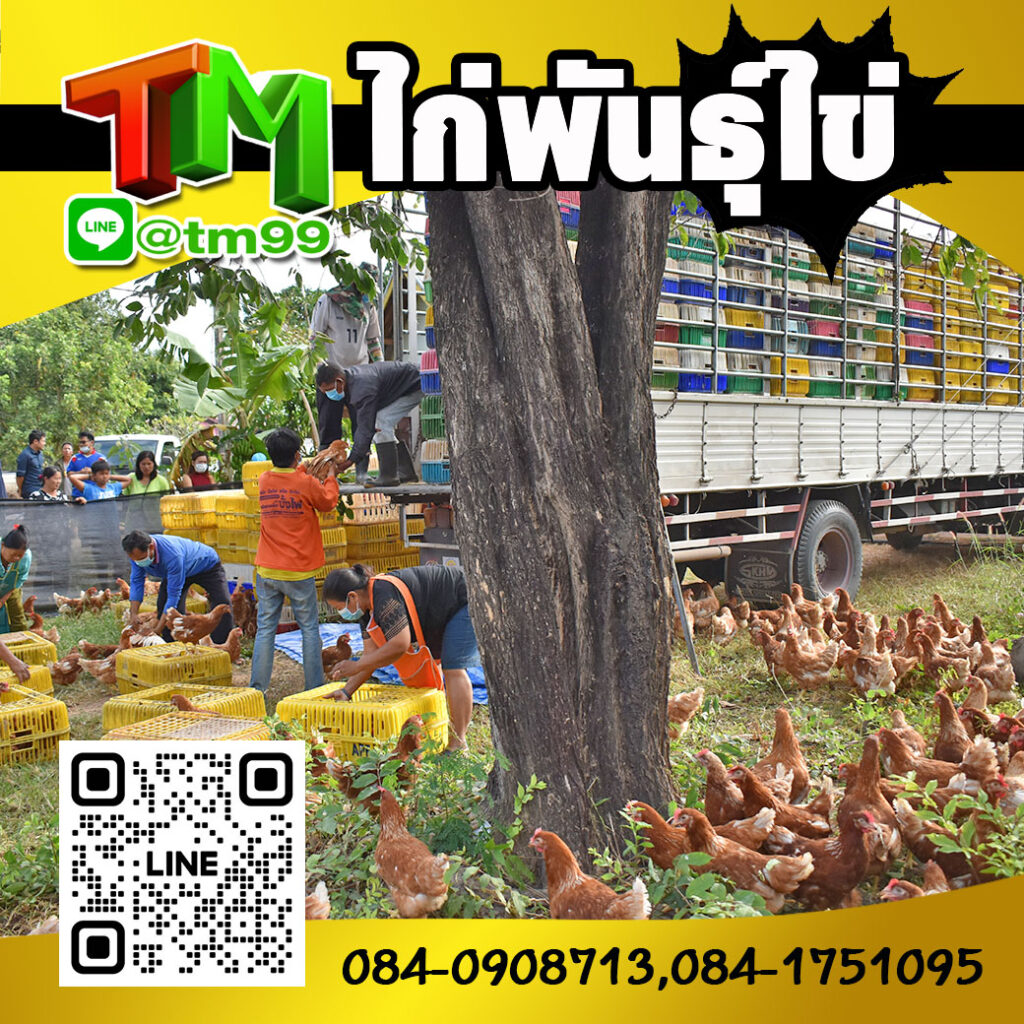 ไก่พันธุ์ไข่ TM Feed Farm