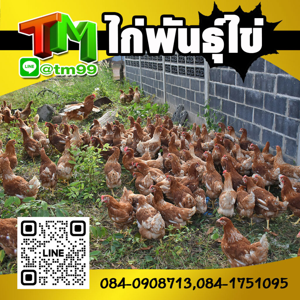 ไก่พันธุ์ไข่ TM Feed Farm